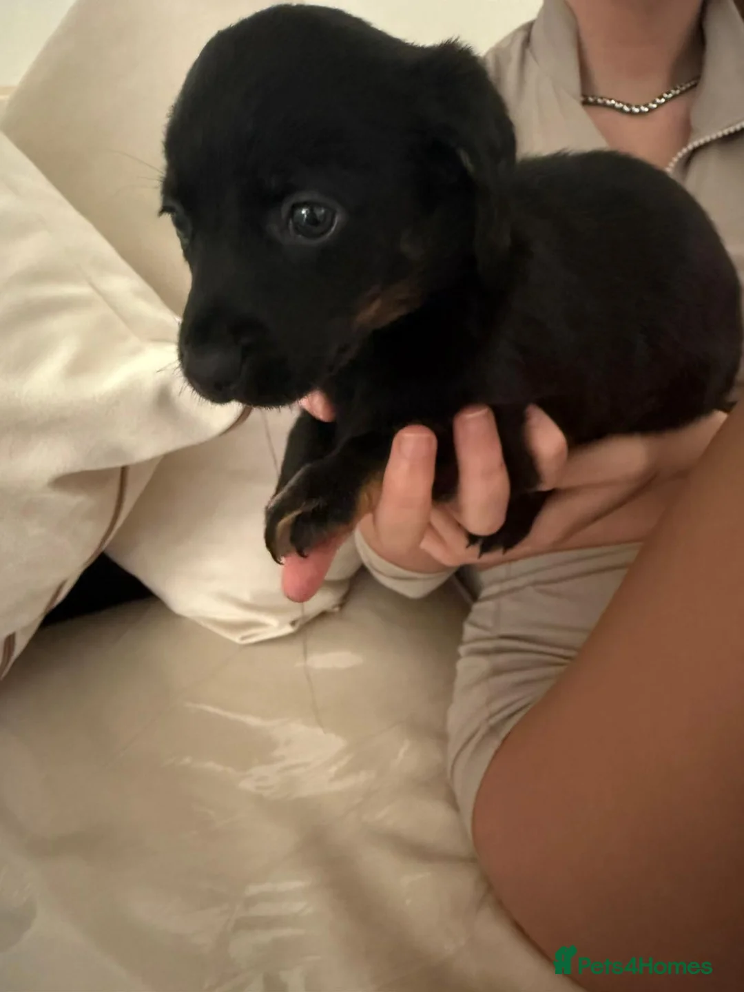 Mixed Breed dogs for sale: Puppy’s for sale  - Advert 2