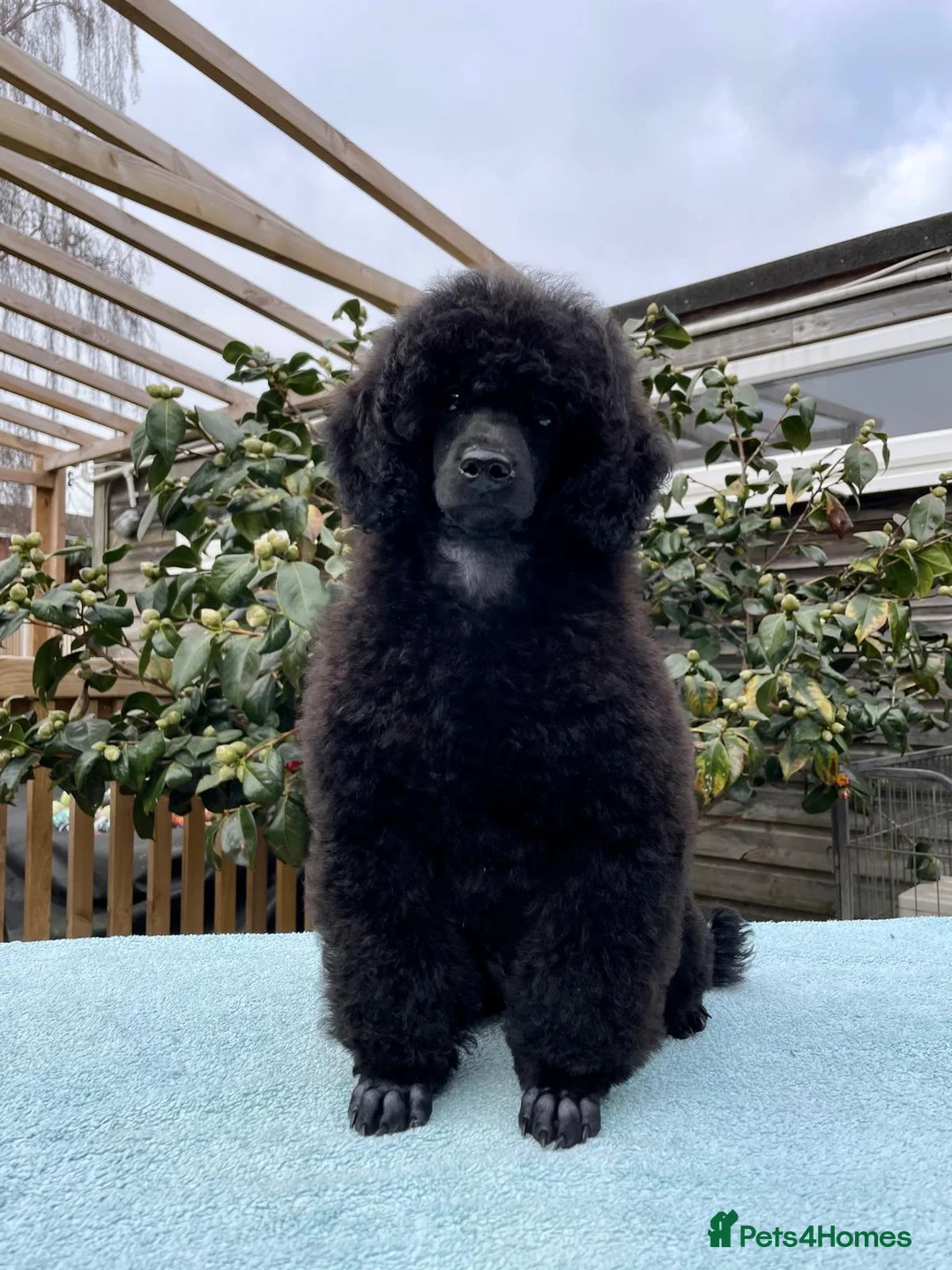 Miniature Poodle dogs for sale: Miniature Poodle – A Young Dog of Distinction - Advert 9