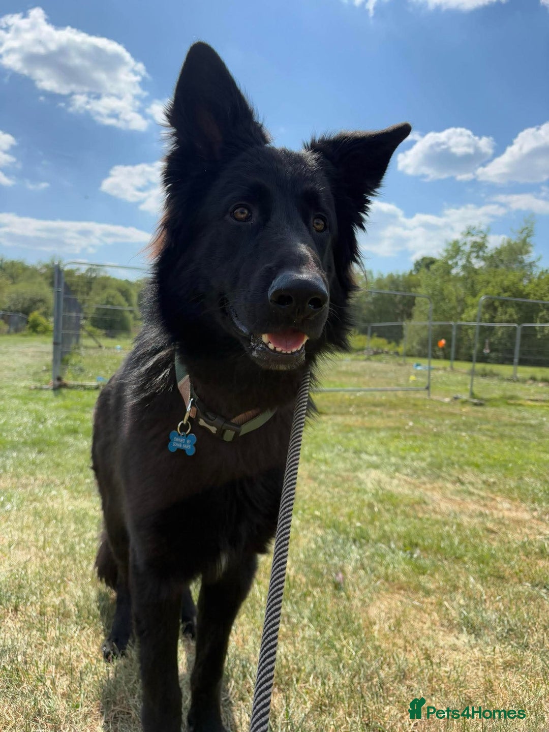 German Shepherd dogs for sale: Ace - Male German Shepherd (1 yr old) - Advert 4