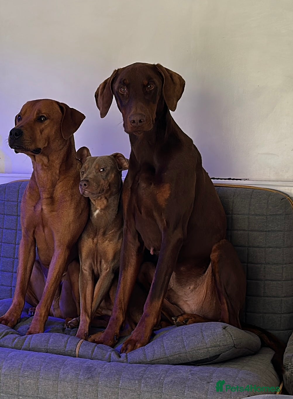 Mixed Breed dogs Doberman and Doberman x staffy  - Advert 1