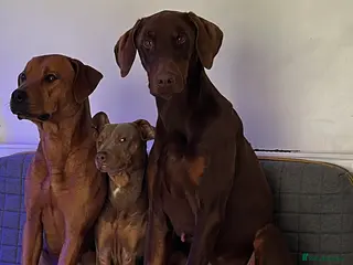 Mixed Breed dogs Doberman and Doberman x staffy - Advert 1