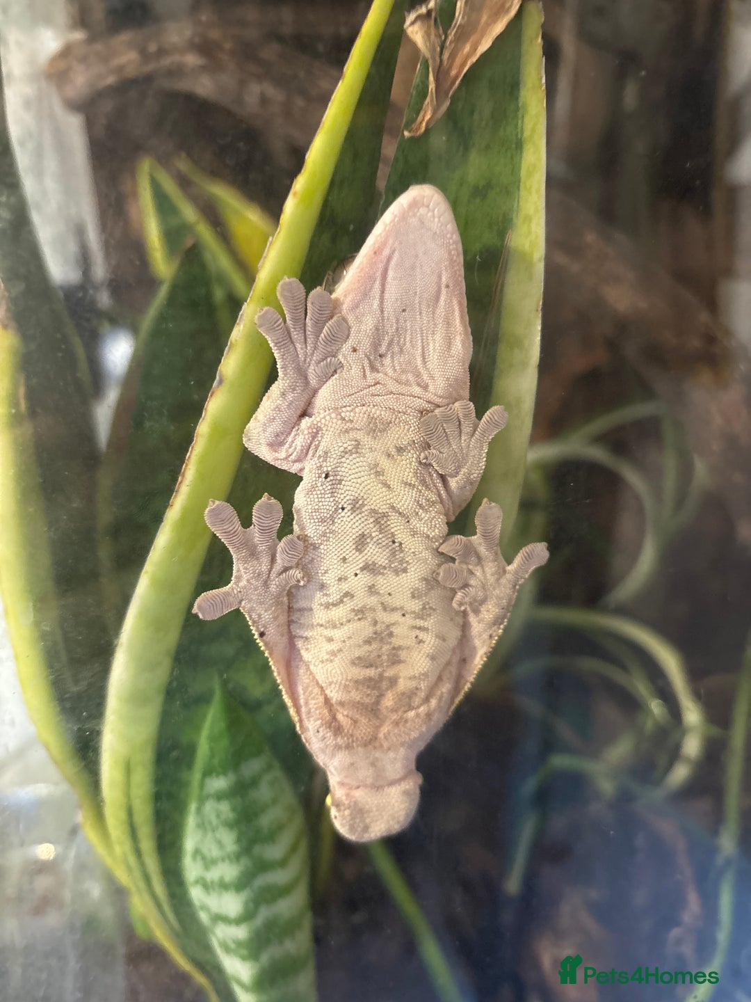 Gecko reptiles for sale: Crested gecko  - Advert 3