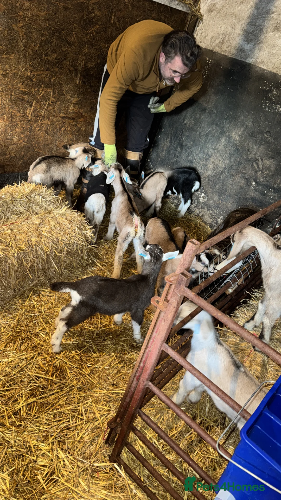 Goats livestock for sale: Kid wethers - Banded  in Pontypool - Advert 2