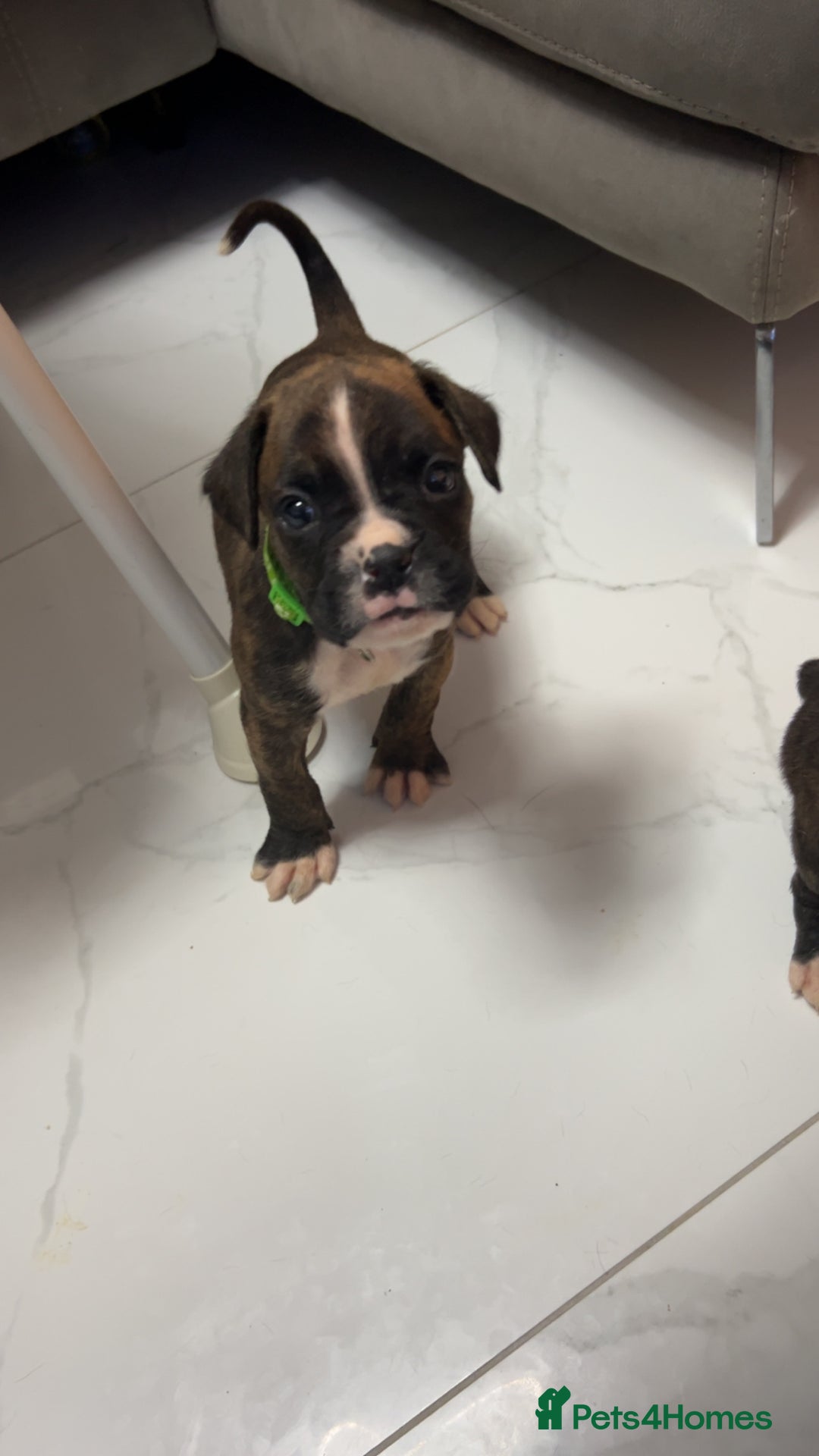 Boxer dogs for sale: Kc registered boxer puppies  - Advert 22