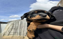 Rottweiler dogs for sale: Rottweiler puppies  - Image 3