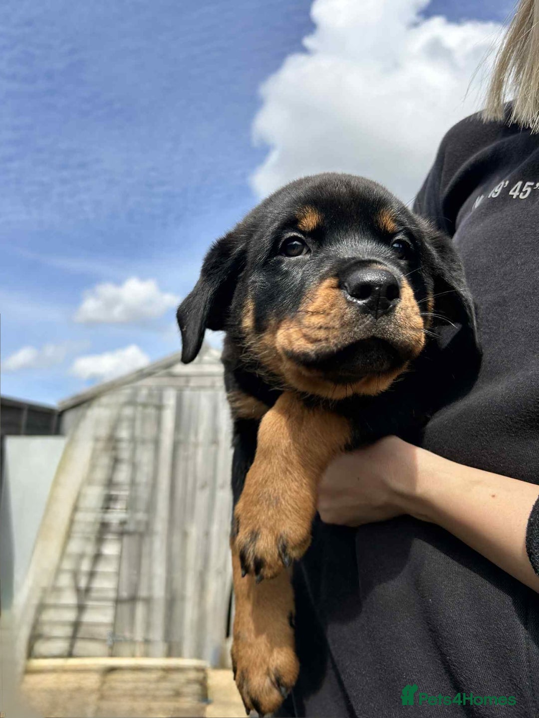 Rottweiler dogs for sale: Rottweiler puppies  - Image 3