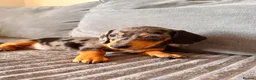 Dachshund dogs for sale: Sausage puppies  - Advert 7