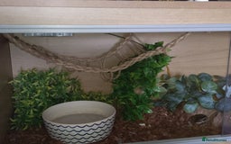 Python Snake reptiles for sale: Ball python  - Image 3