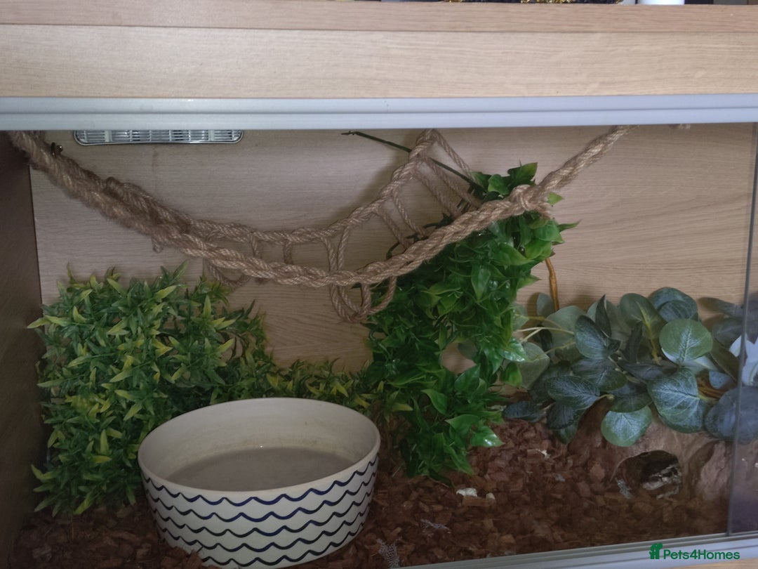 Python Snake reptiles for sale: Ball python  - Image 3