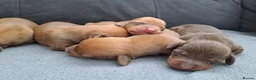 Chiweenie dogs for sale: Dachshund  - Advert 5
