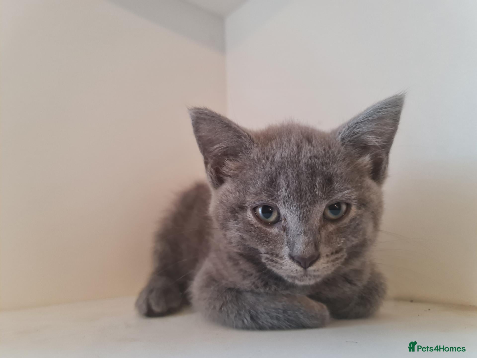 Mixed Breed cats 1 grey/blue girl kitten for sale  - Advert 1