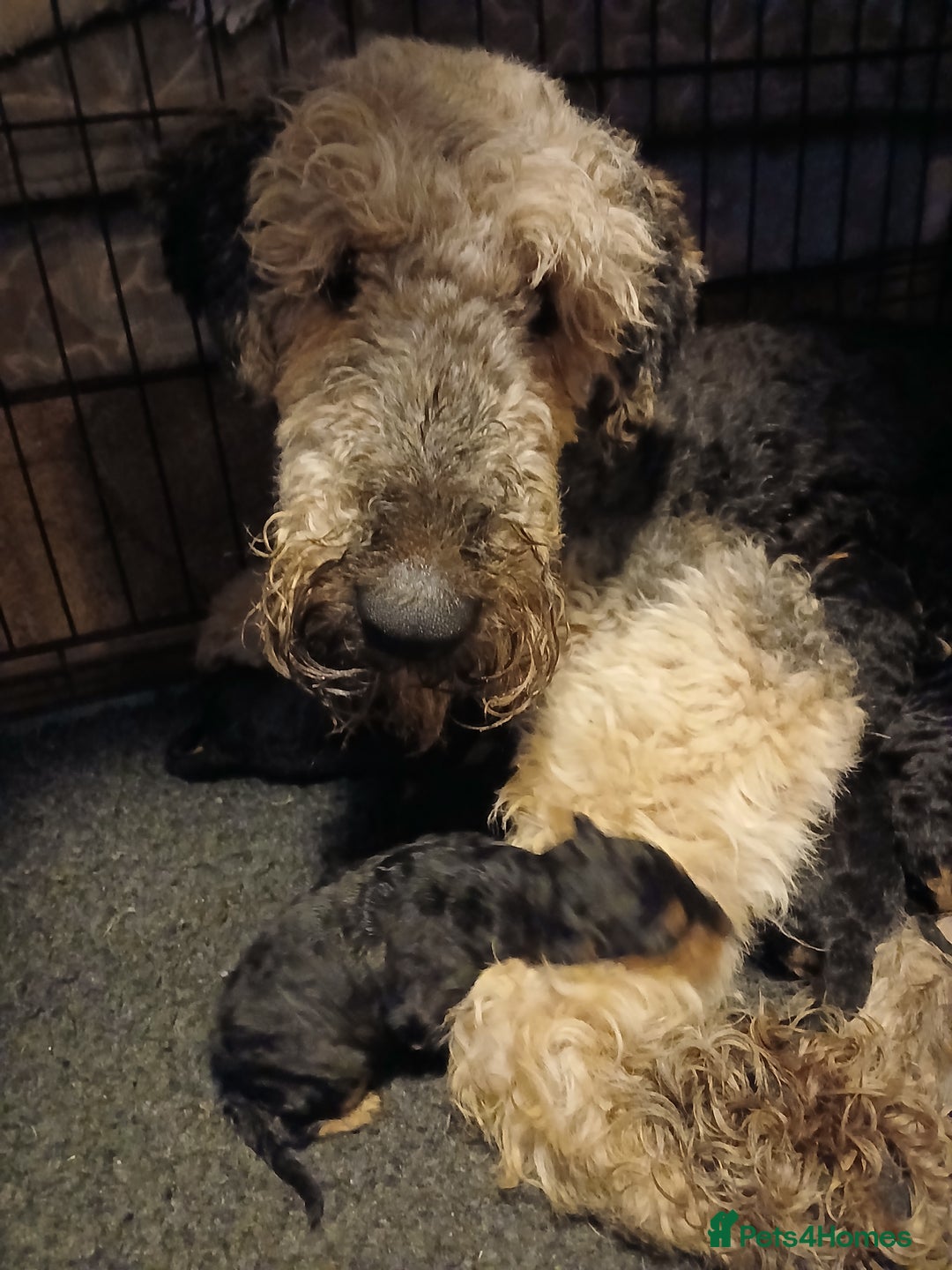 Airedale Terrier dogs for sale: Airedale puppies - Advert 1