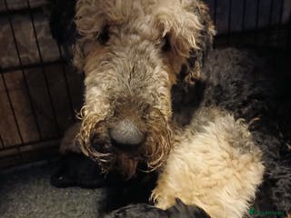 Airedale Terrier dogs Airedale puppies - Advert 5