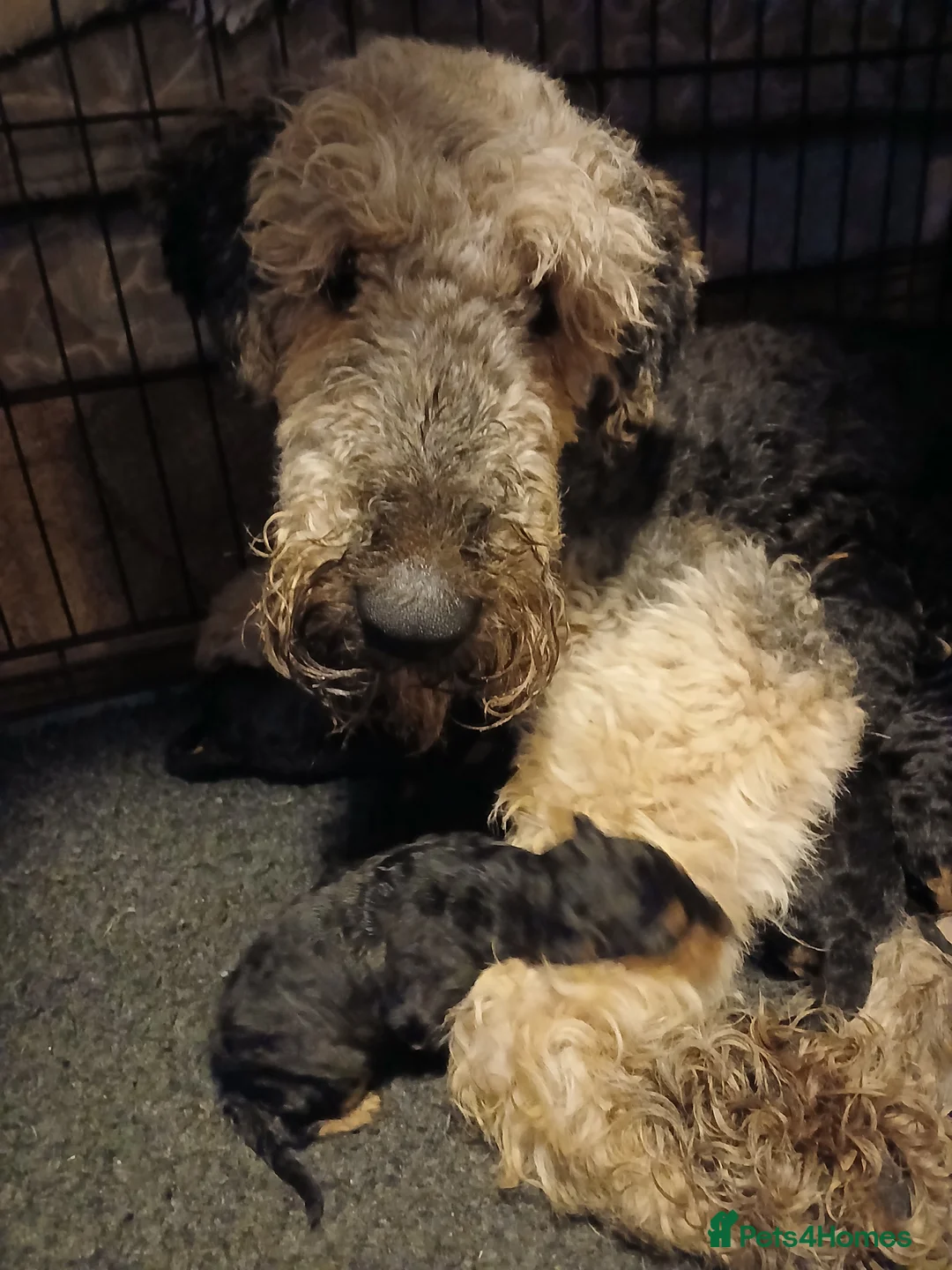 Airedale Terrier dogs for sale: Airedale puppies - Advert 1