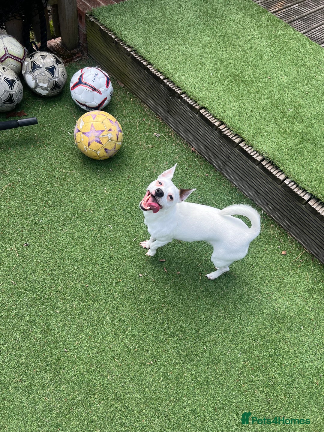 Jack Russell dogs for sale: Stunning Miniature Jack Russell Puppies!!! - Image 28