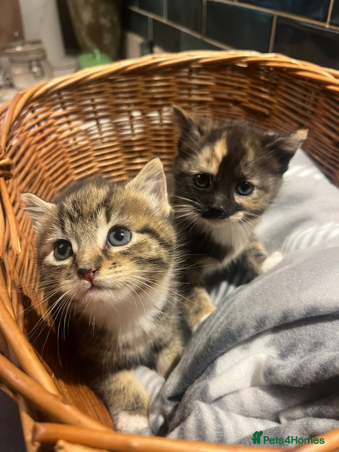 Mixed Breed cats for sale: Beautiful kittens ready for new home  - Advert 4