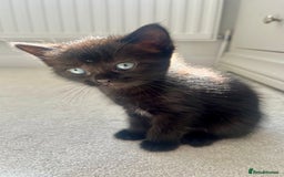 Ragdoll cats for sale: Very friendly Affectionate Ragdoll x kitten - Image 4