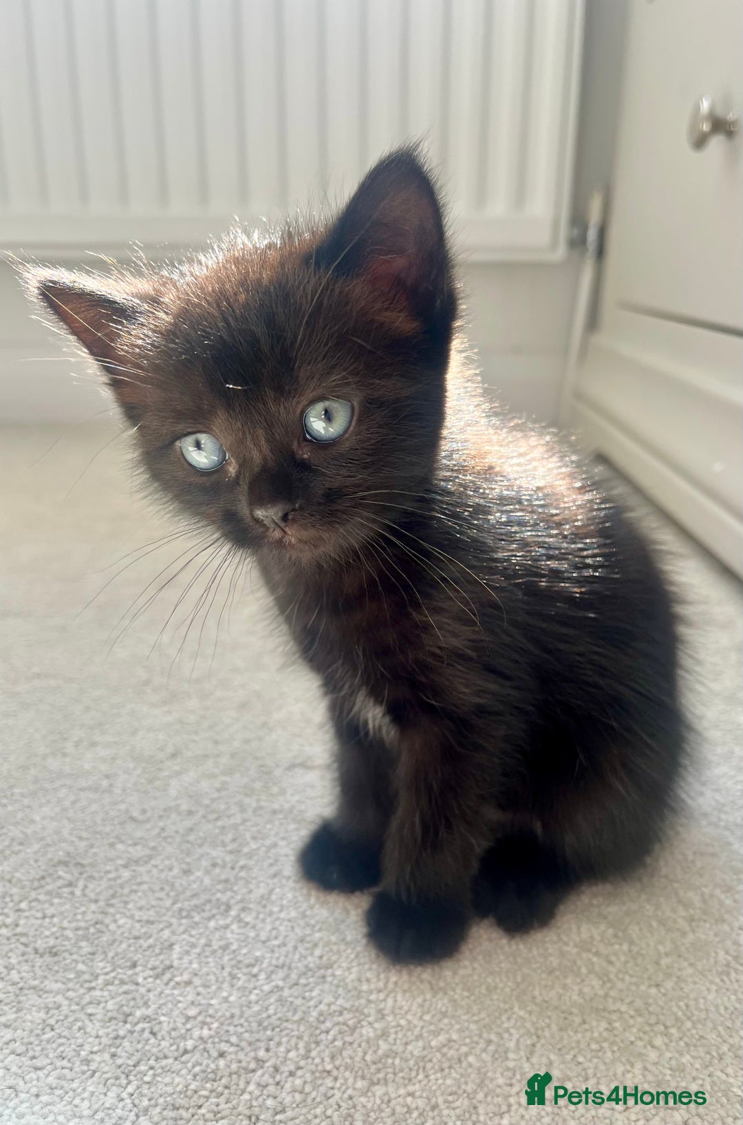 Ragdoll cats for sale: Very friendly Affectionate Ragdoll x kitten - Image 4