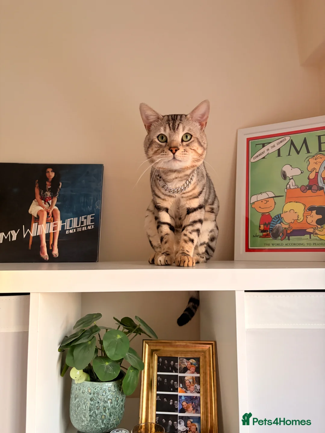 Bengal cats for stud: Bengal Stud - Advert 2