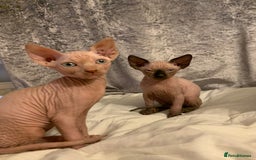 Sphynx cats for sale: Beautiful sphynx kittens - Image 8