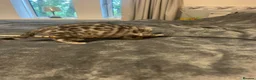 Bengal cats for sale: Meet Aspen A Icy-Silver Bengal GCCF registered✨ - Advert 5