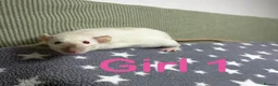 Rat rodents for sale: Super friendly baby rats  - Advert 10