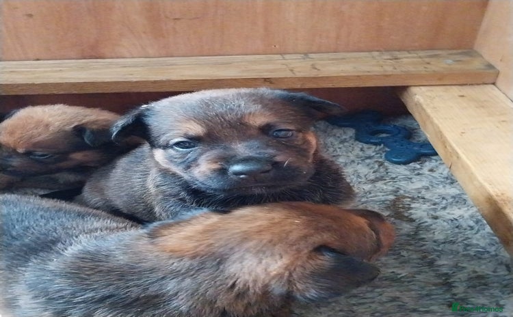 Mixed Breed dogs - Advert 14