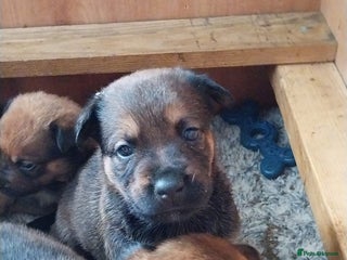 Mixed Breed dogs - Advert 7