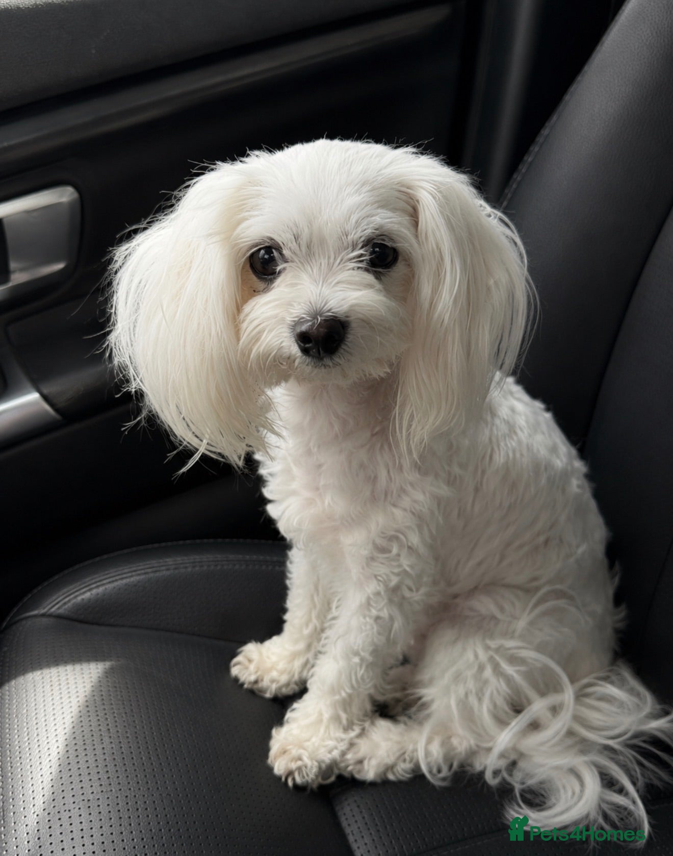 Maltese dogs Maltese girl for sale  - Advert 1