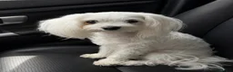 Maltese dogs for sale: Maltese girl for sale  - Advert 1