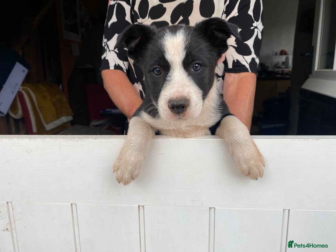 Border Collie dogs for sale: Border Collie pups - Image 5