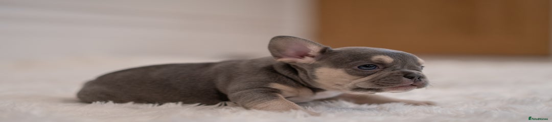 French Bulldog Puppy 4