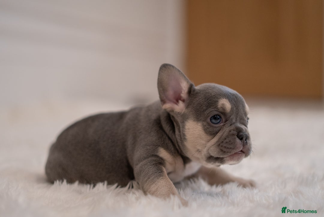 French Bulldog dogs for sale: 2 Male and 2 Female French Bulldogs - Image 4