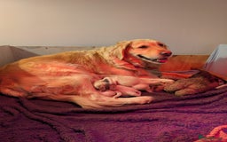 Golden Retriever dogs for sale: KC Golden Retriever Puppies for sale (4 boys left) - Image 9