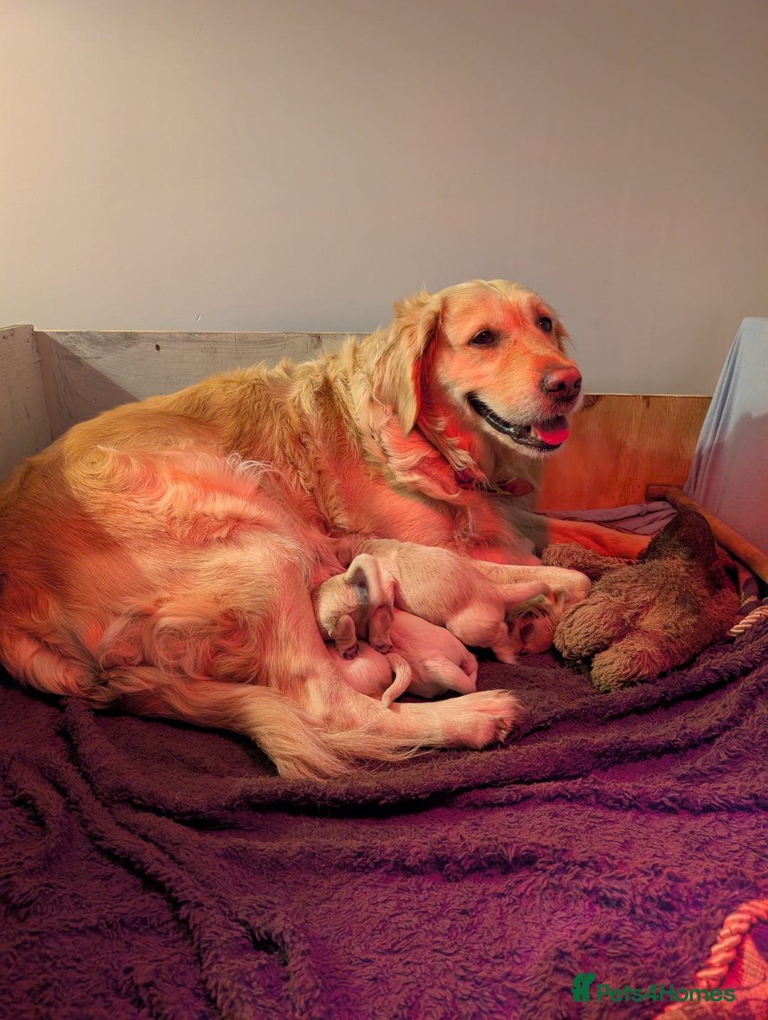 Golden Retriever dogs for sale: KC Golden Retriever Puppies for sale (4 boys left) - Image 9