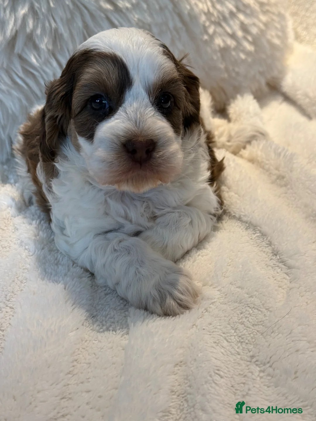 Cockapoo dogs for sale: Stunningly Marked F1 Cockapoo Girl  - Advert 9