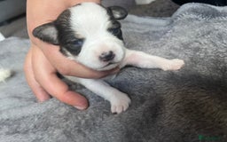 Jack Russell dogs for sale: Beautiful Jack Russell puppies for sale - Image 16