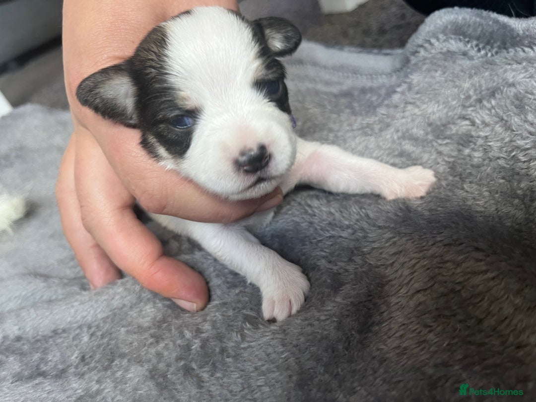 Jack Russell dogs for sale: Beautiful Jack Russell puppies for sale - Image 16
