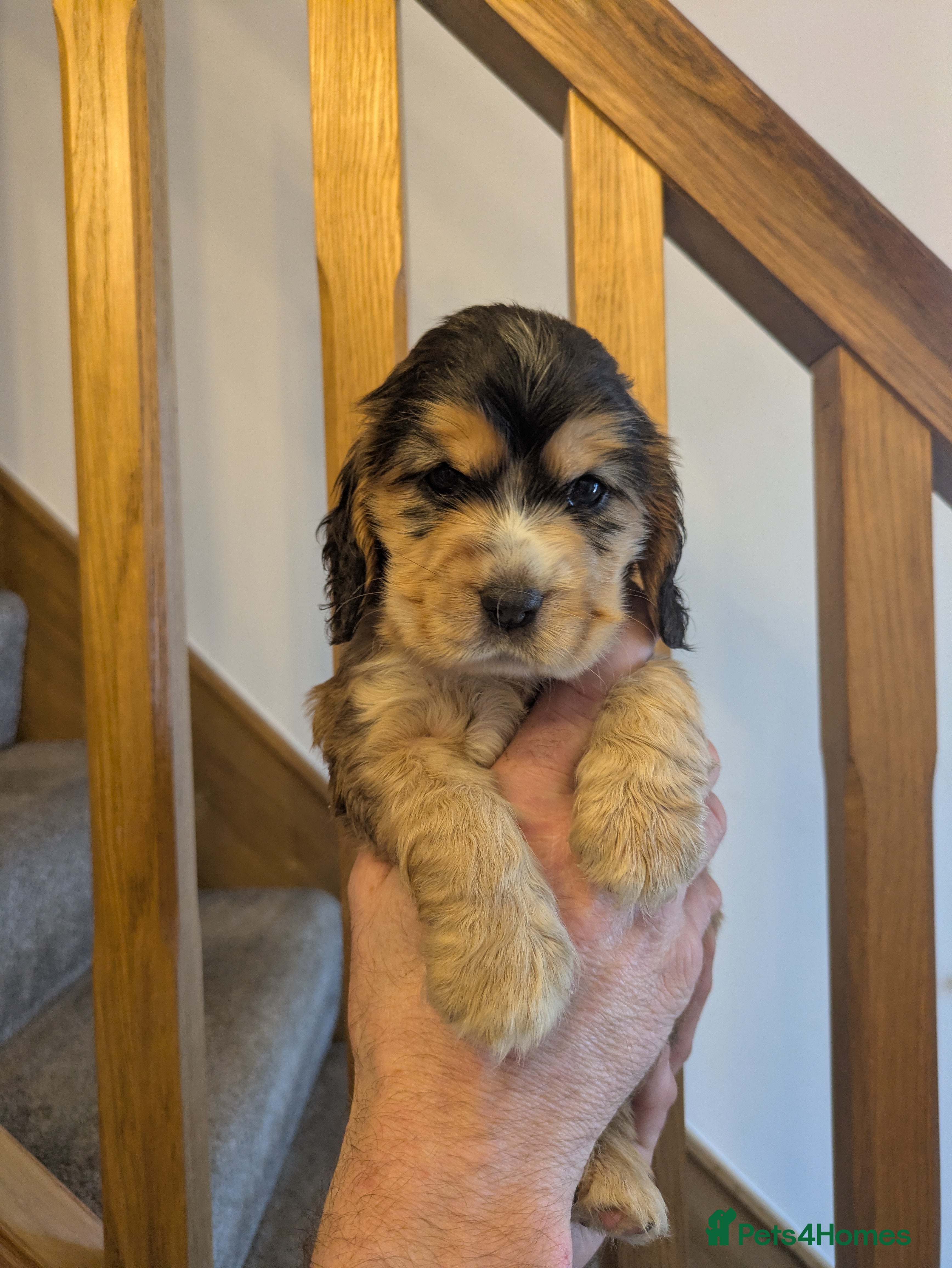 Cocker Spaniel dogs Stunning KC show cocker puppies PRA FN Clear  - Advert 2