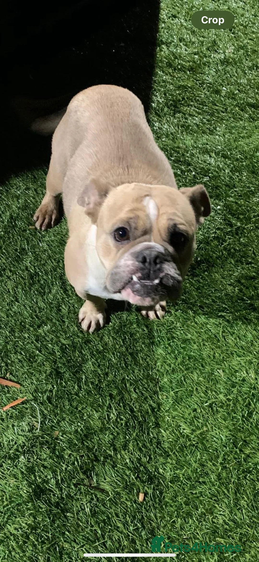 English Bulldog dogs for sale: English bulldog  - Advert 1