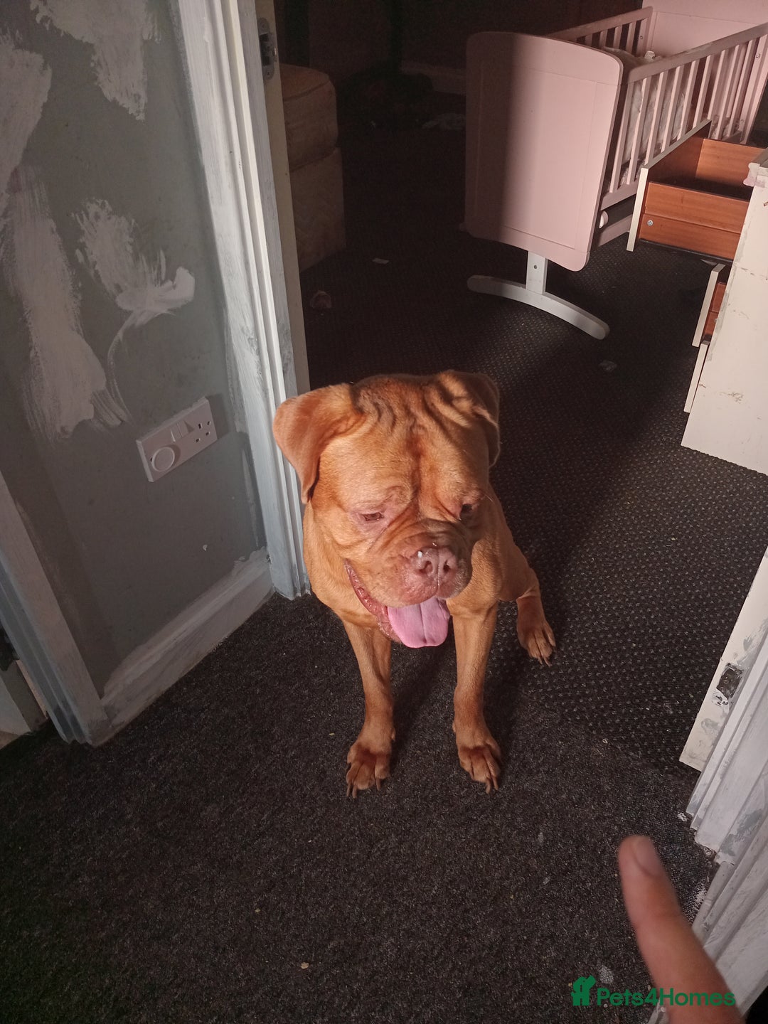 Dogue De Bordeaux dogs for sale: Male Dougue de bordeaux  - Image 3