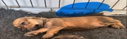 Mixed Breed dogs for sale: dach x chi x shitz pups available 5* homes - Advert 13