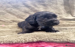 Cocker Spaniel dogs for sale: 3 stunning kc cocker girls💕 - Image 7
