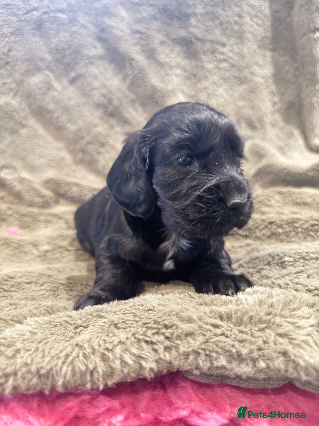 Cocker Spaniel dogs for sale: 3 stunning kc cocker girls💕 - Image 7