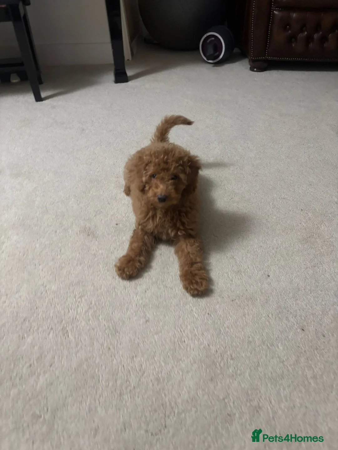 Cavapoo dogs for sale: Cavapoo named Charlie in Altrincham - Advert 3