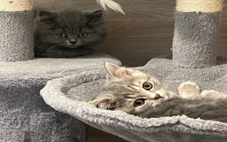 British Shorthair cats for sale: British shorthair x Persian  - Image 7