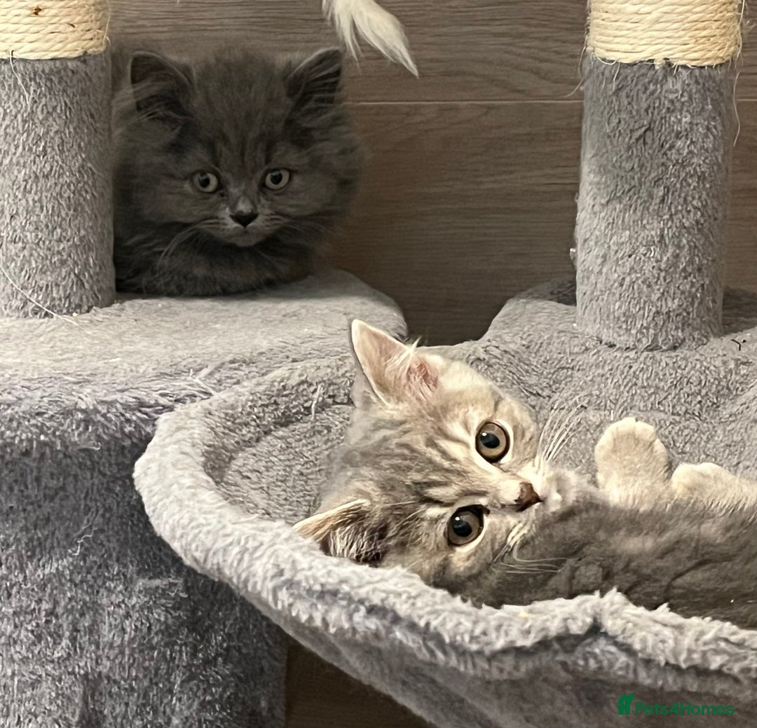 British Shorthair cats for sale: British shorthair x Persian  - Image 7