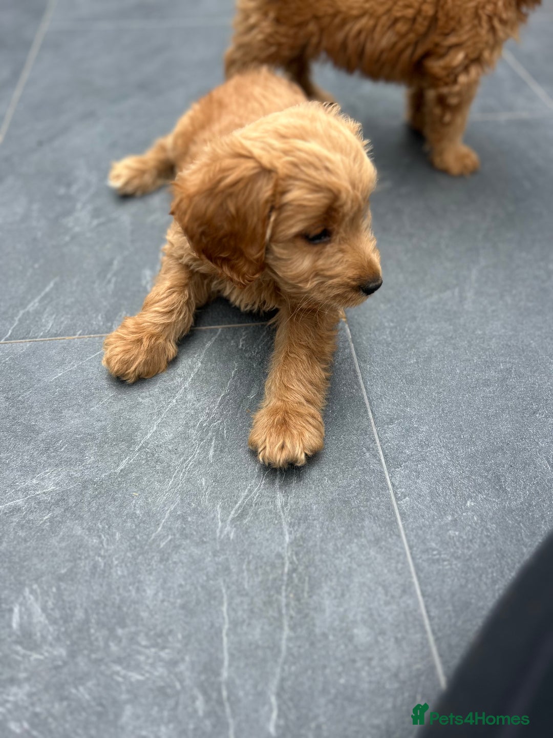Cockapoo dogs for sale: Cockapoos  - Image 6
