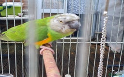 Parrots birds for sale: Senegal bird - Image 2