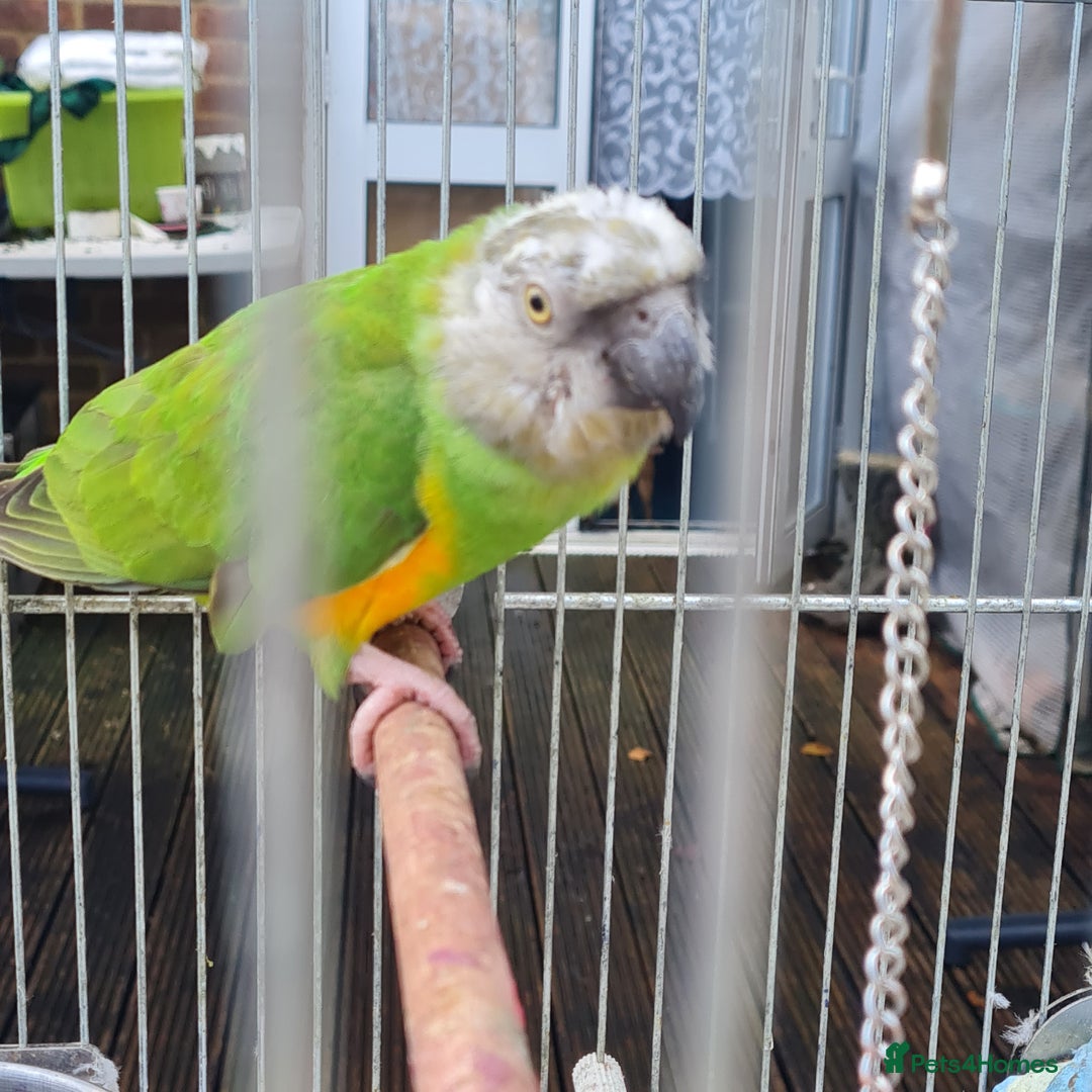 Parrots birds for sale: Senegal bird - Image 2